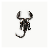 Scorpion noir